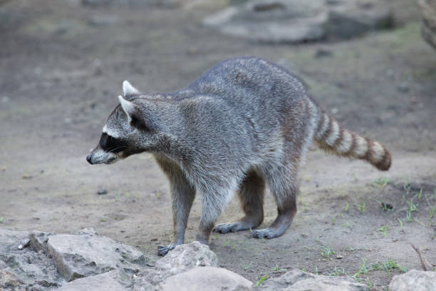 istock Raccoon sitting and staring intently 1083826210