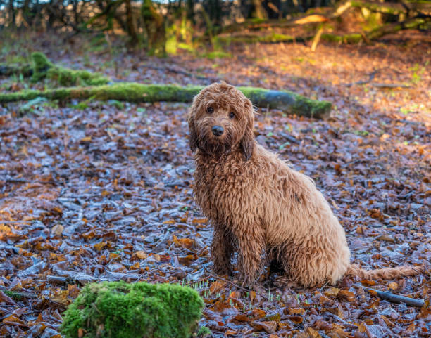 istock Sitting in the woods 1083828432