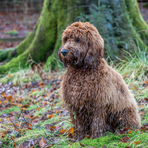 istock Sitting in the woods 1083829614