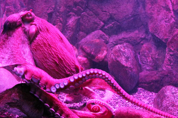 istock Giant live Octopus in neon light in aquarium 1083830032