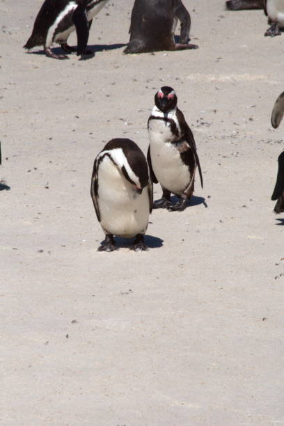 istock African penguin in a colony 1083830272