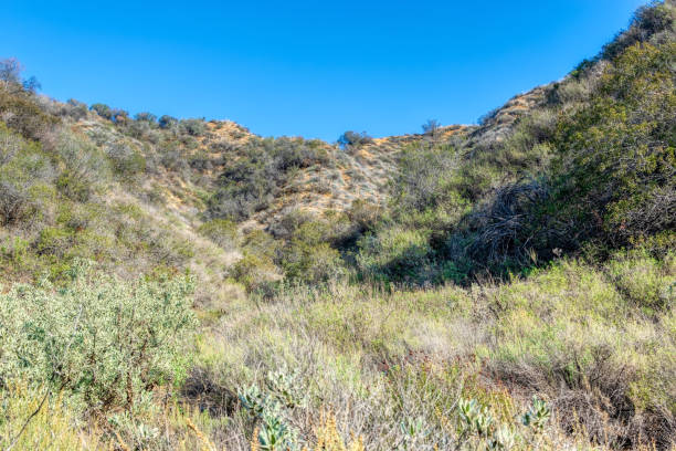 istock Morning sun in California forest 1083830532