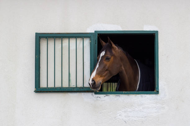 Horse in the stables