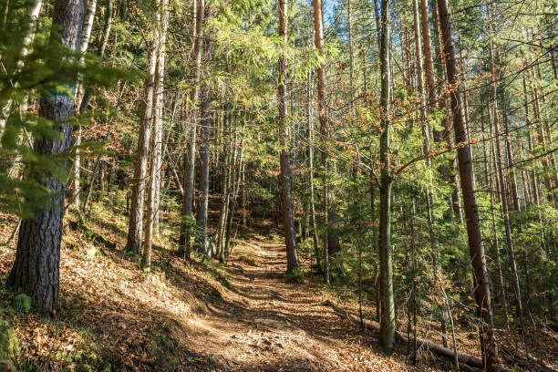 istock coniferous forest of trees with a full frame trail 1083843666