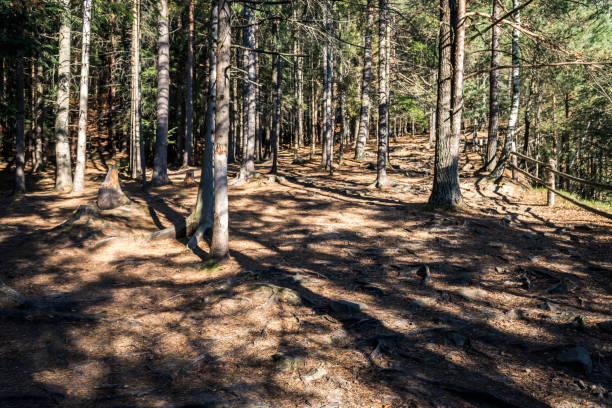 istock coniferous forest of trees with a full frame trail 1083843812