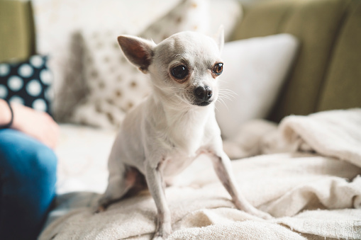 Beautiful cute little white chihuahua, small dog breed, sitting on the couch, looking strong and confident as he was a big dog!