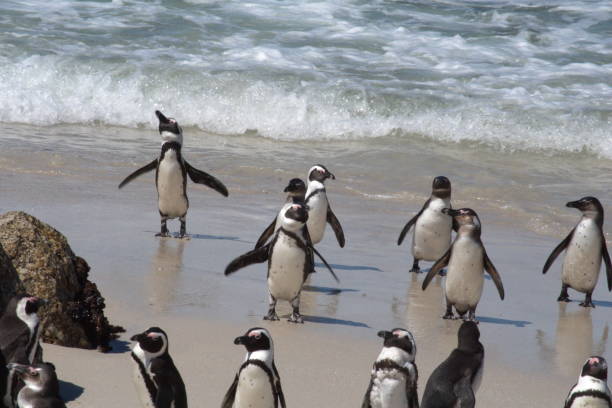 istock African penguins leaving the water 1083846434