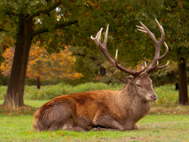 istock Deer in Wollaton Hall Deer Park 1083846558