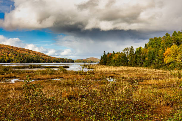 Autumn leaf fall landscape on a dreary dull day in north Quebec, Canada.