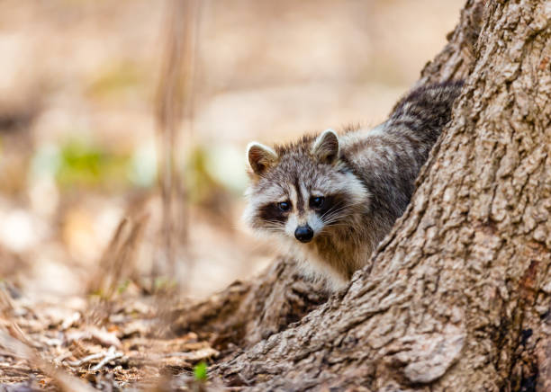 Red furred Raccoon. A reddish fur variety of Raccoon searching for large earth worms in a swaped forested area in Quebec, Canada. red panda small panda raccoon family stock pictures, royalty-free photos & images