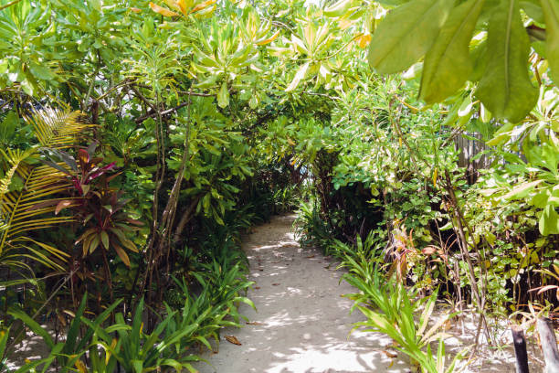 white sand and green plants on a tropical island. route to heaven