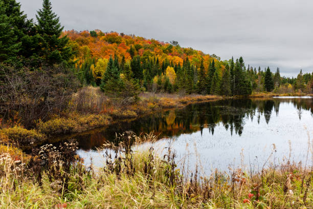 istock Autumn leaf fall landscape on a dreary dull day in north Quebec, Canada. 1083851184