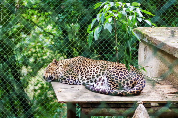istock Leopard lies in a cage at the zoo. 1083851260
