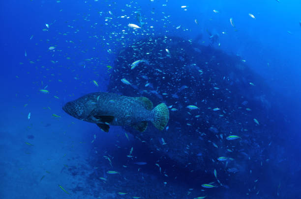 istock Giant Grouper, Great Barrier Reef, Townsville, Australia 1083852928