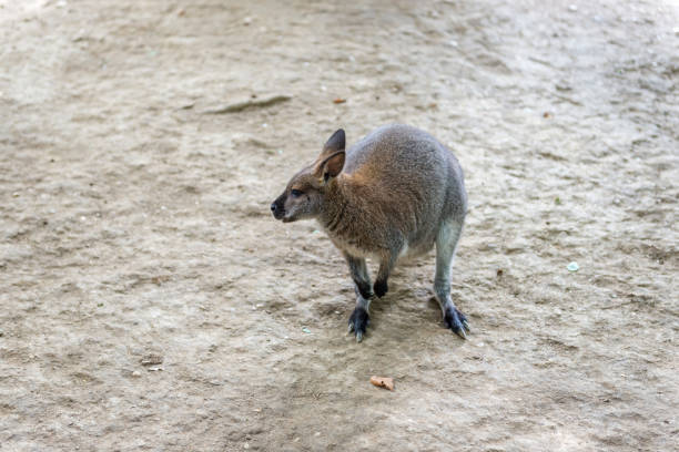 istock Kangaroo - Australian marsupial mammal with long hind legs. 1083853408