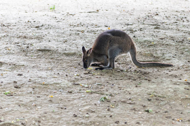 istock Kangaroo - Australian marsupial mammal with long hind legs. 1083853544