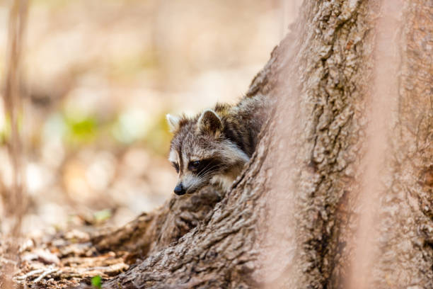 Red furred Raccoon. A reddish fur variety of Raccoon searching for large earth worms in a swaped forested area in Quebec, Canada. red panda small panda raccoon family stock pictures, royalty-free photos & images