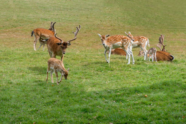 istock Fallow deer family graze in the meadow 1083854114