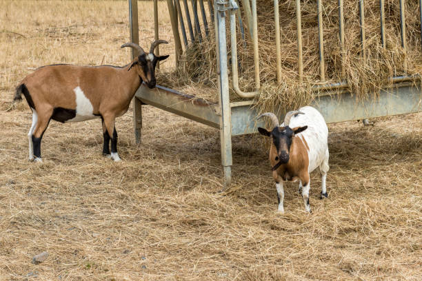istock Domestic goats in the pasture. 1083854406