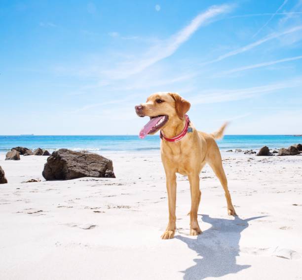 istock A healthy and happy Labrador retriever dog 1083855838