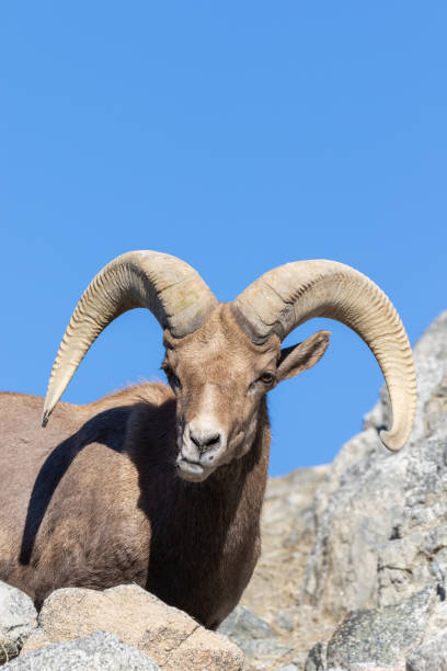istock Desert Bighorn Sheep Ram 1083855864