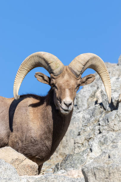 istock Desert Bighorn Sheep Ram 1083855870