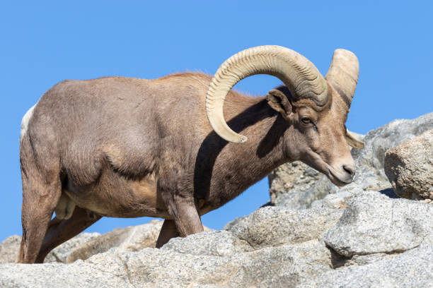 istock Desert Bighorn Sheep Ram 1083856496