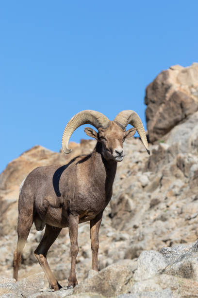 istock Desert Bighorn Sheep Ram 1083856648