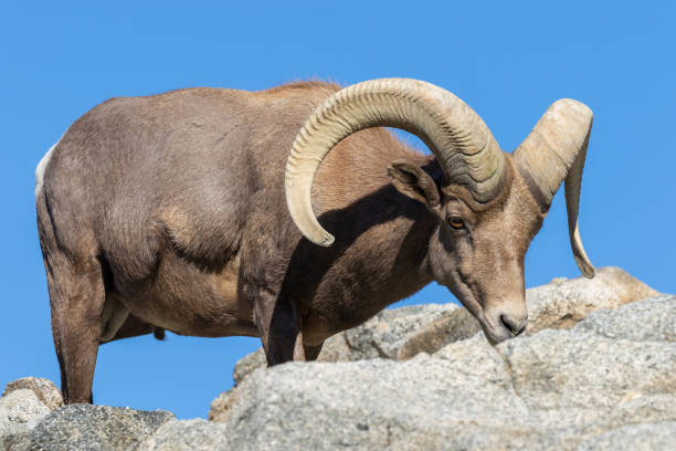 istock Desert Bighorn Sheep Ram 1083856870