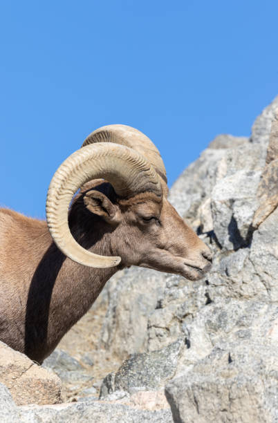 istock Desert Bighorn Sheep Ram 1083857162