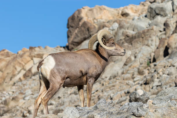 istock Desert Bighorn Sheep Ram 1083857178