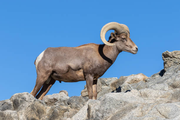 istock Desert Bighorn Sheep Ram 1083857528
