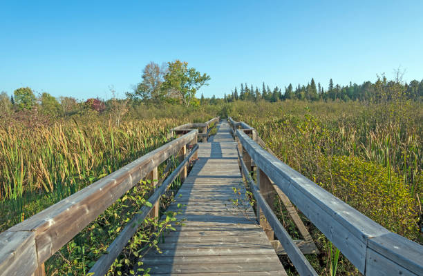 istock Wooden Walkway into a Wilderness Bog 1083857692