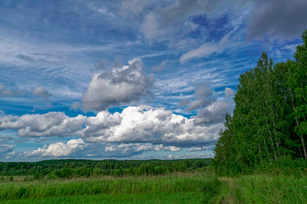 istock A summer day at the edge of the forest 1083860600