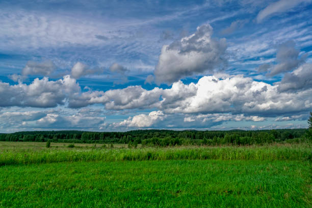 istock A summer day at the edge of the forest 1083860614