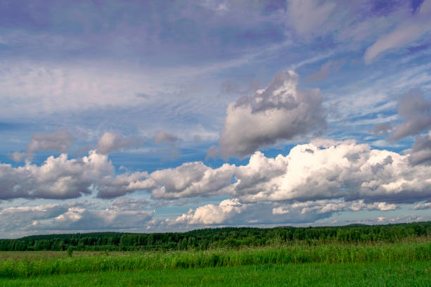 istock A summer day at the edge of the forest 1083860636