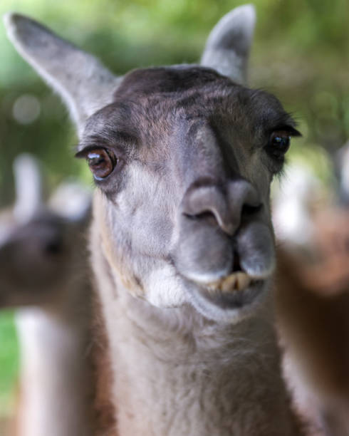 ・ ラマはラクダ科動物の家族からの南アメリカの哺乳動物です。 - ラマ僧 ストックフォトと画像