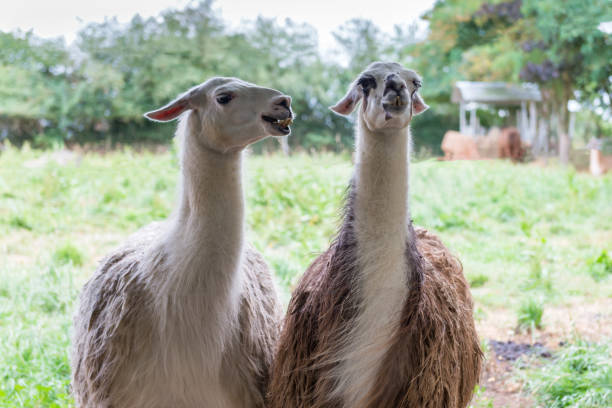 ・ ラマはラクダ科動物の家族からの南アメリカの哺乳動物です。 - ラマ僧 ストックフォトと画像