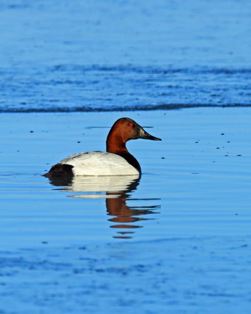 Canvasback Drake Canvasback Drake male north american canvasback duck aythya valisineria stock pictures, royalty-free photos & images
