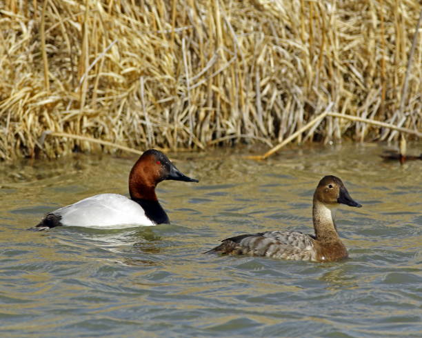 Canvasback Drake and Hen Canvasback Drake and Hen male north american canvasback duck aythya valisineria stock pictures, royalty-free photos & images