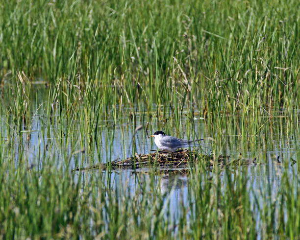 istock Forster's Tern Adult on Nest 1083869106