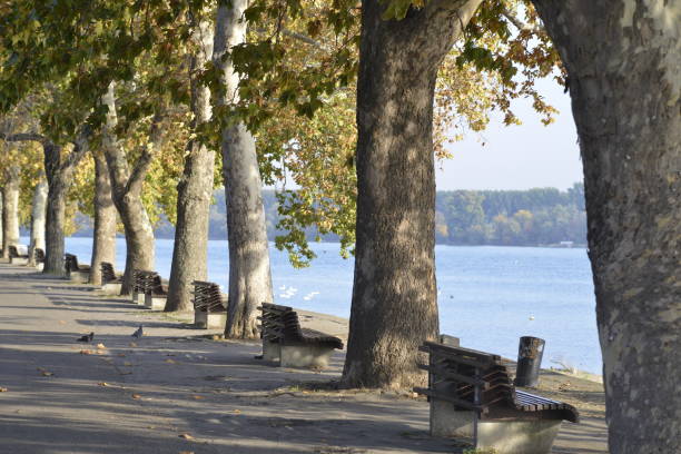 istock Plane tree alley on the promenade by the river 1083869122