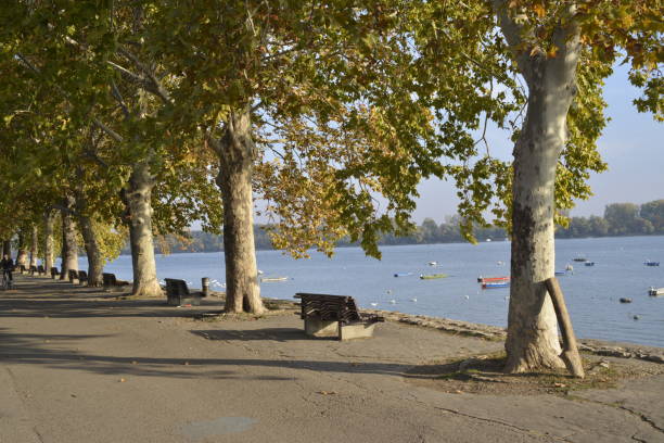 istock Plane tree alley on the promenade by the river 1083869188