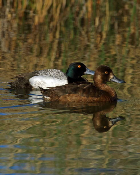 istock Lesser Scaup Drake and Hen 1083870828