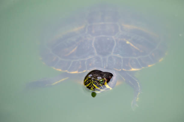 istock High Angle View Of Turtle Swimming In Lake 1083870960