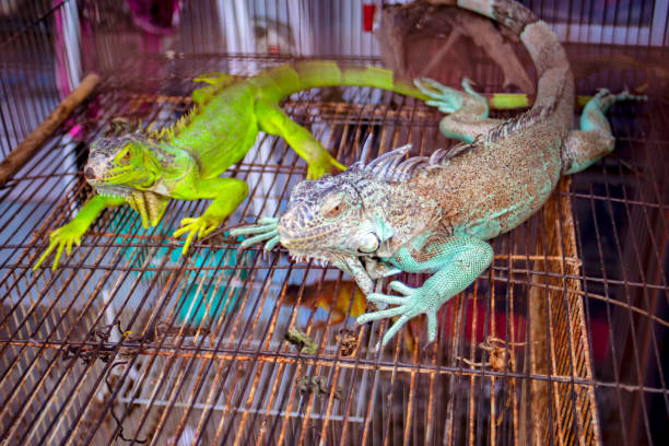 istock Close-Up Of Reptiles In Cage 1083871502