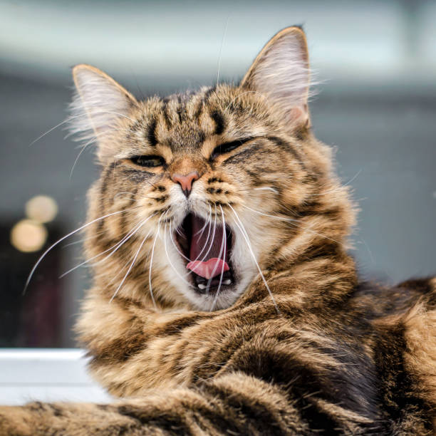 istock Cute cat opened her mouth and yawns 1083874628