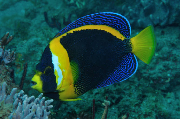 istock Scribbled Angelfish, Bundaberg, Queensland, Australia 1083878530