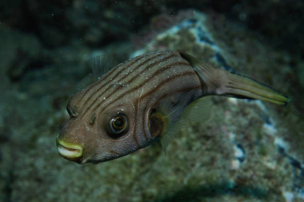 istock Manila Pufferfish, Bundaberg, Queensland, Australia 1083878834