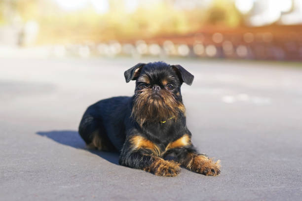 Black and tan Brussels Griffon dog (Griffon Belge) with a collar lying down on an asphalt in autumn Black and tan Brussels Griffon dog (Griffon Belge) with a collar lying down on an asphalt in autumn griff stock pictures, royalty-free photos & images